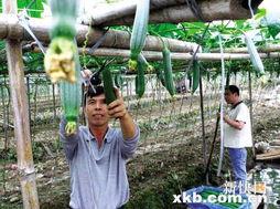 娱乐吃瓜村
